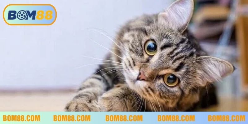 Mèo xuất hiện trong giấc mơ tốt hay xấu tuỳ vào từng trường hợp