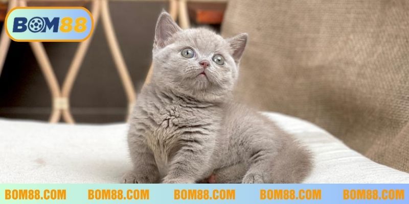 Nằm mơ thấy mèo và những con may mắn khi đánh lô đề